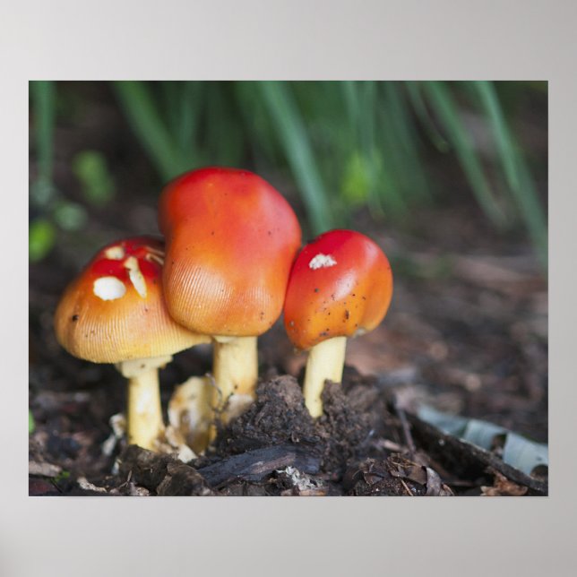Póster Hongos de la familia Amanita (Frente)