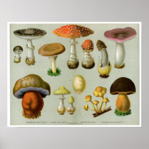 Póster Hongos de Piosonous - setas y Toadstools