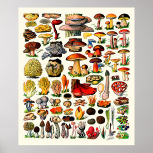 Póster Hongos del ~ de Adolfo Millot