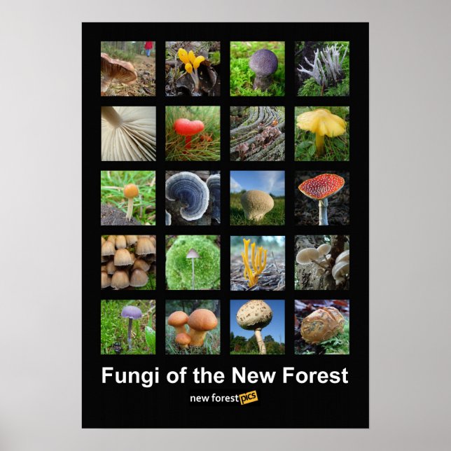 Póster Hongos del nuevo poster forestal (Frente)