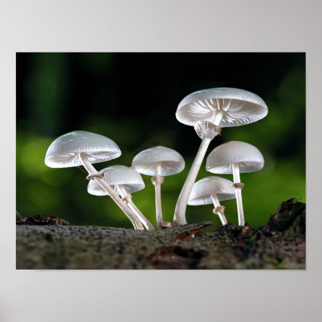 Póster Hongos del Ostión Blanco Otumn (Frente)