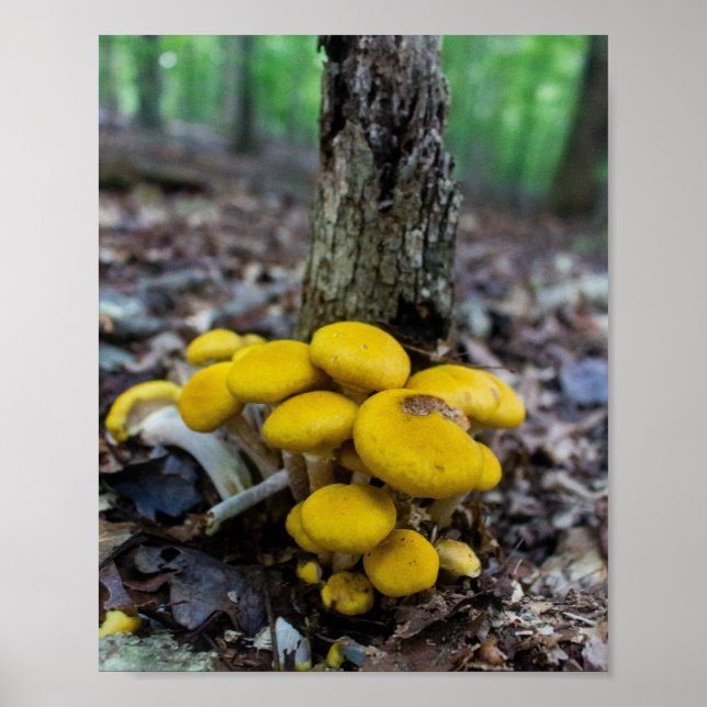 Póster Hongos Dorados (Frente)