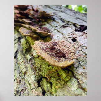 Póster Hongos en el árbol caído