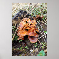 Hongos en el bosque