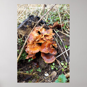 Póster Hongos en el bosque