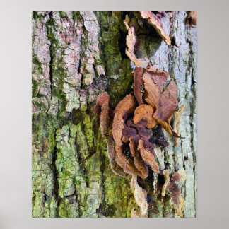 Póster Hongos en el tronco del árbol