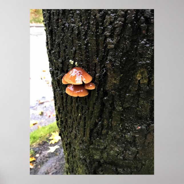 Póster Hongos en un árbol, Oregón (Frente)