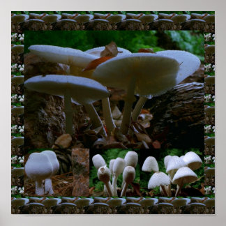 Póster Hongos Frescos y salvajes de MUSHROOM : Fotografía
