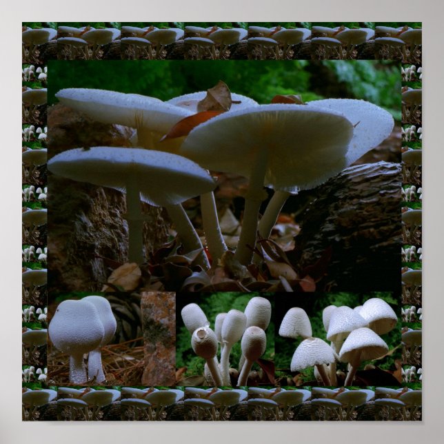Póster Hongos Frescos y salvajes de MUSHROOM : Fotografía (Frente)