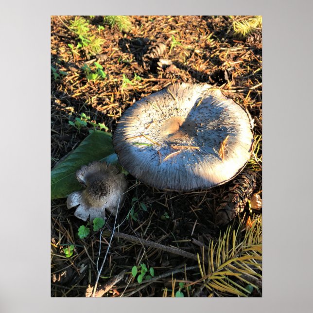 Póster Hongos, Oregón (Frente)