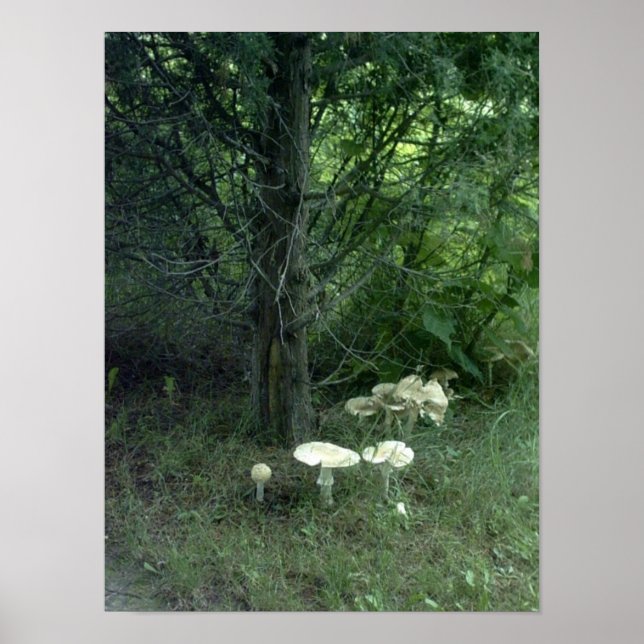 Póster Hongos para el Poster Pat (Frente)