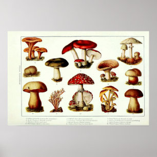 Póster Hongos venenosos vintage 1908