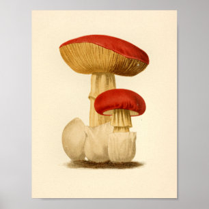 Póster Hongos Vintage 1861 Art Print Red Cap