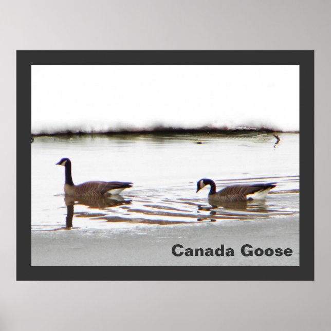 Póster Honkers - Canadá Geese (Frente)