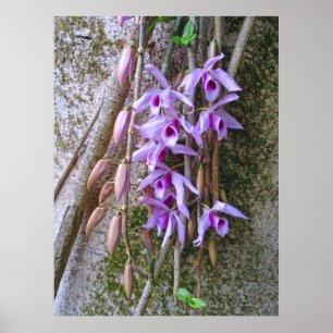 Póster Honohono Orchids
