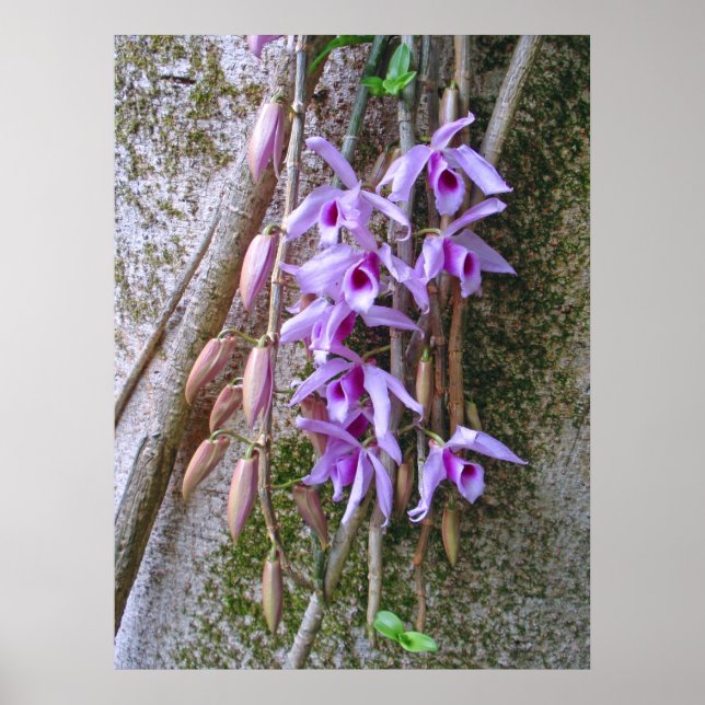 Póster Honohono Orchids (Frente)