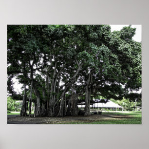 Póster Honolulu Banyan Tree