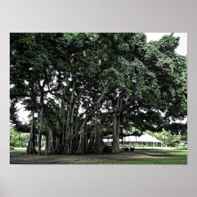 Póster Honolulu Banyan Tree (Frente)