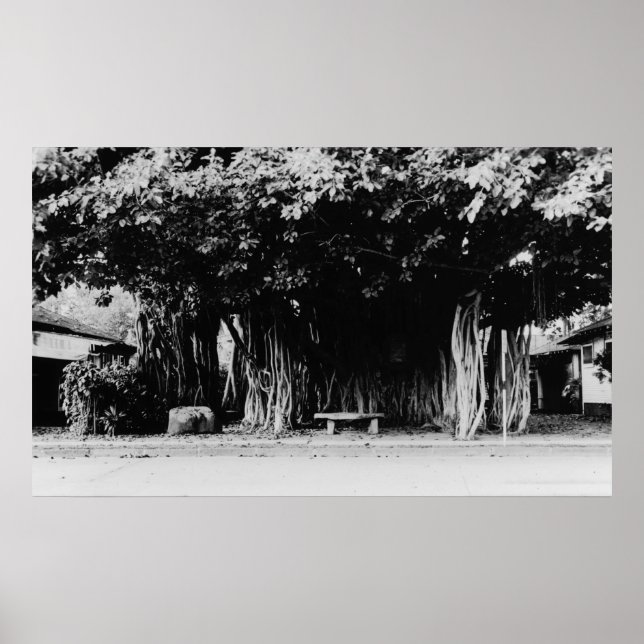 Póster Honolulu, Hawaii - El árbol de salchichas (Frente)