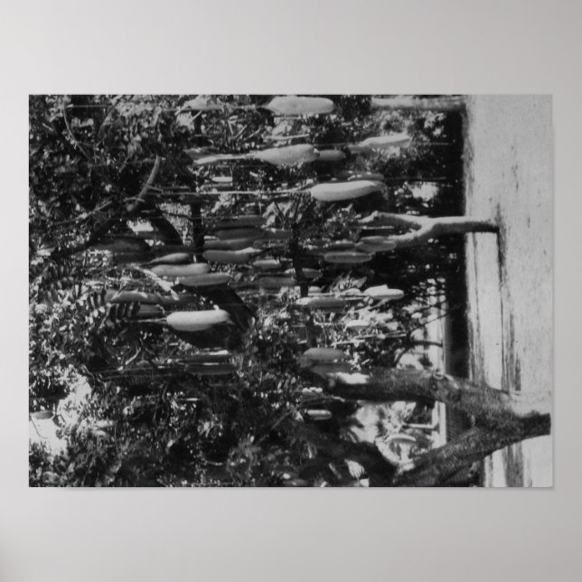 Póster Honolulu, HI - Universidad de Hawaii (Frente)