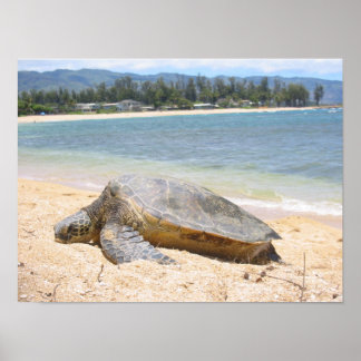 Póster Honu hawaiano
