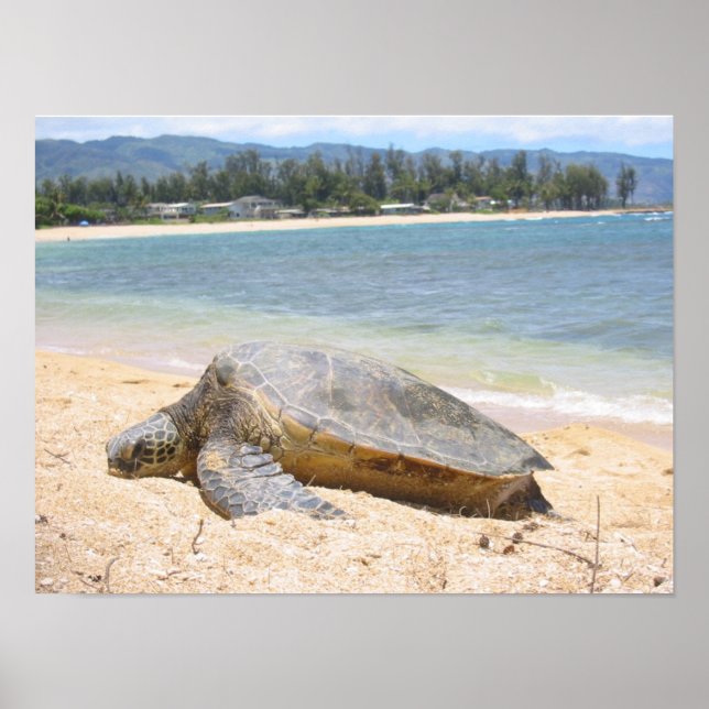 Póster Honu hawaiano (Frente)