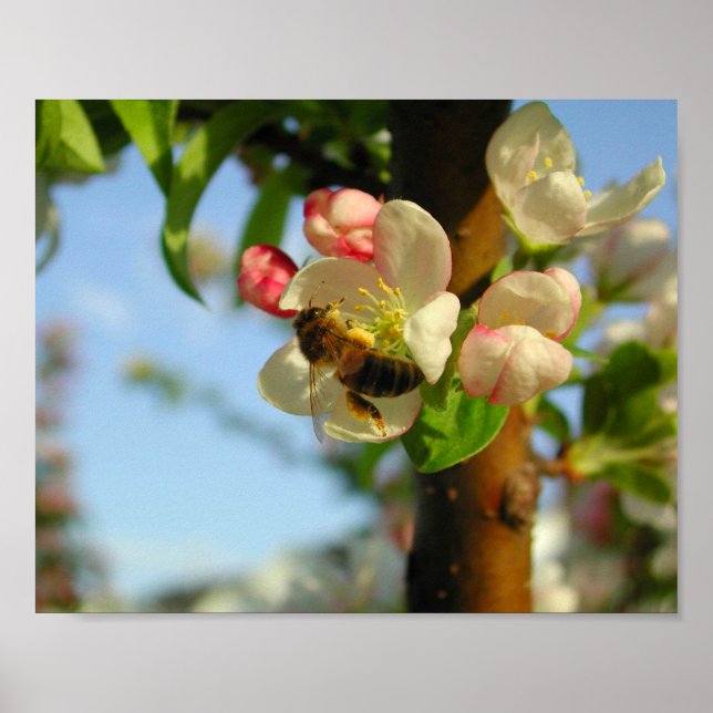 Póster Honyebee 8x10 (Frente)