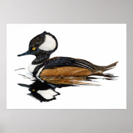 Póster Hooded Merganser