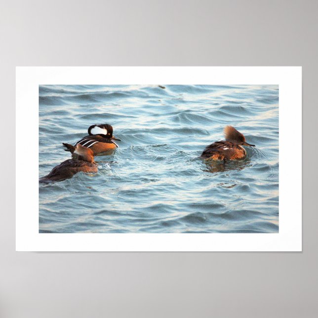Póster Hooded Merganser Ducks Poster (Frente)