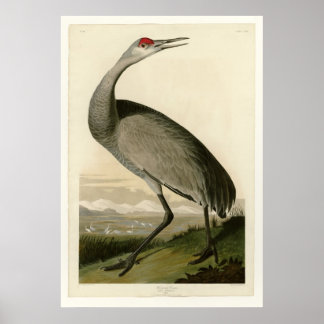 Póster Hooping Crane
