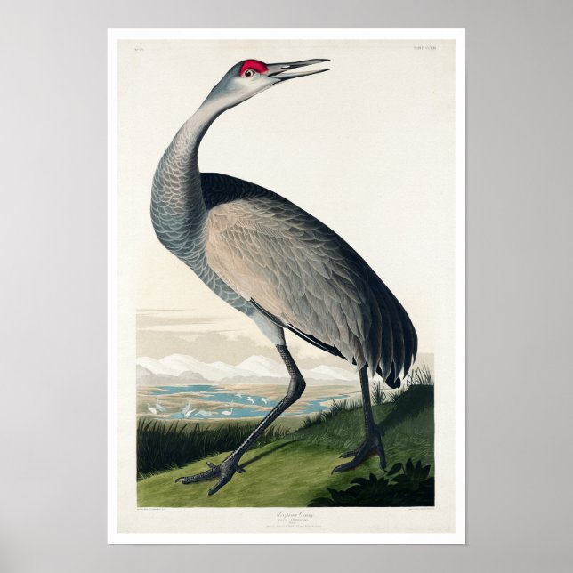 Póster Hooping Crane por Audubon Poster (Frente)