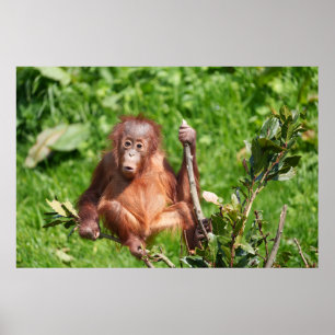 Póster Hoots de bebé de Orangutan