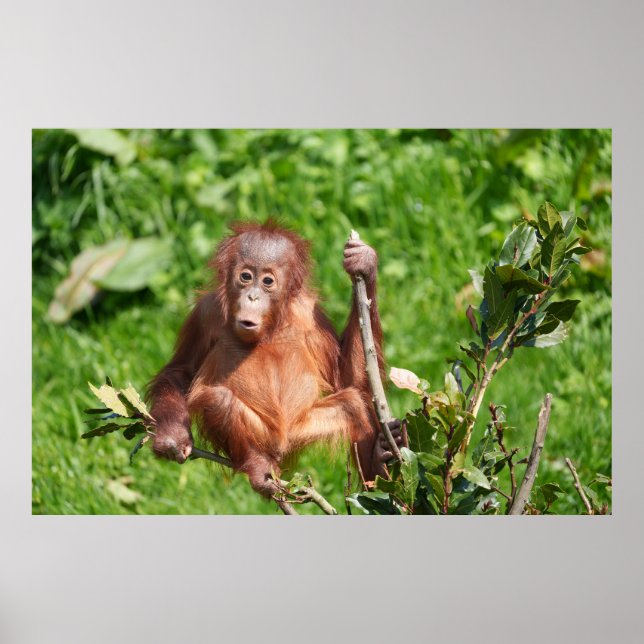 Póster Hoots de bebé de Orangutan (Frente)