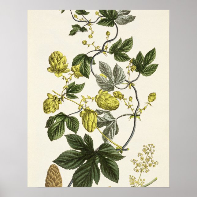 Póster Hop Vine, de 'The Young Landsman', publicó Vie (Frente)