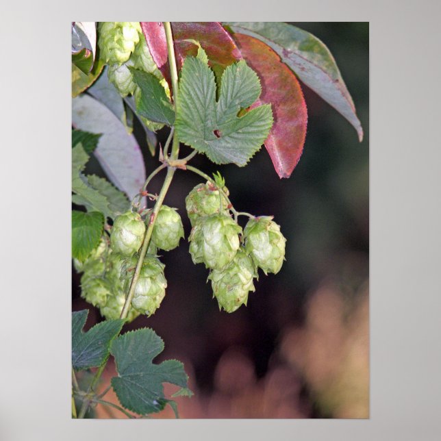 Póster Hops (Frente)