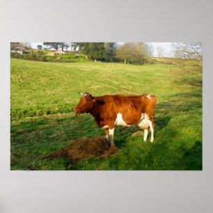 Póster Hora de alimentación para la vaca Guernsey