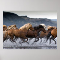 Horda caballos, Papel fijar (mate)