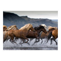 Horda caballos, Papel fijar (mate)