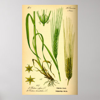 Póster Hordeum Vulgare Barley Grass Poster