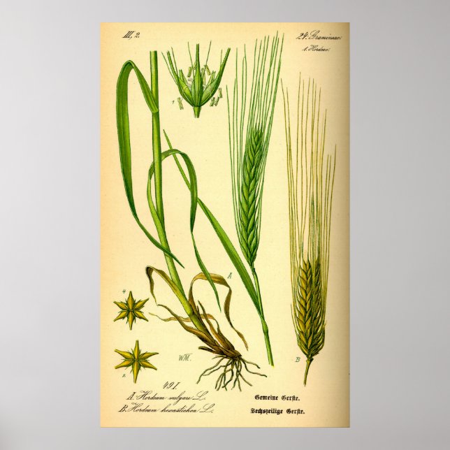Póster Hordeum Vulgare Barley Grass Poster (Frente)