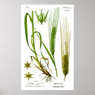 Póster Hordeum Vulgare Barley Grass Poster