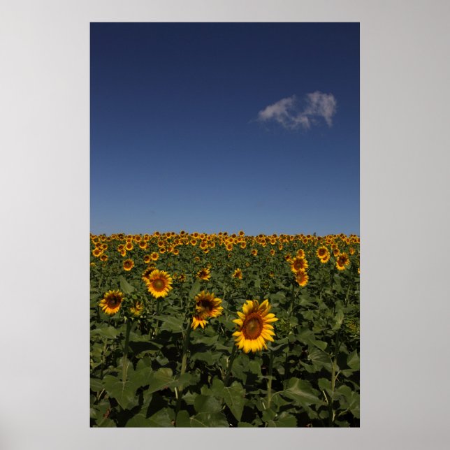 Póster Horizonte (Frente)