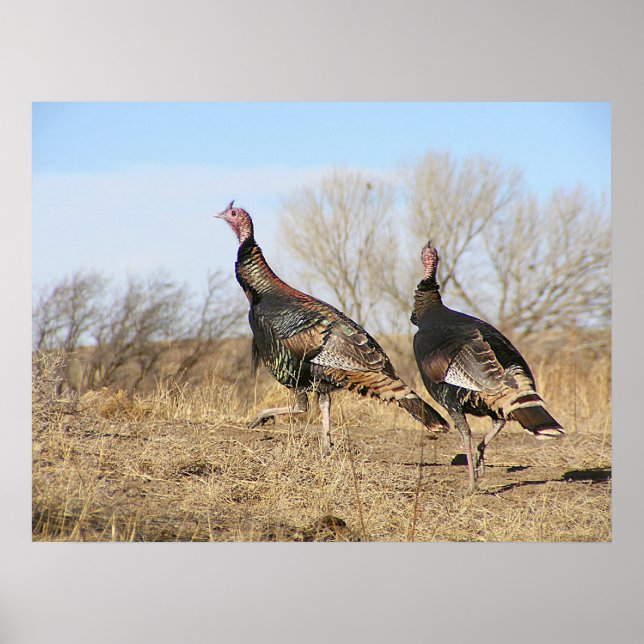 Póster Horizonte de Turquía (Frente)