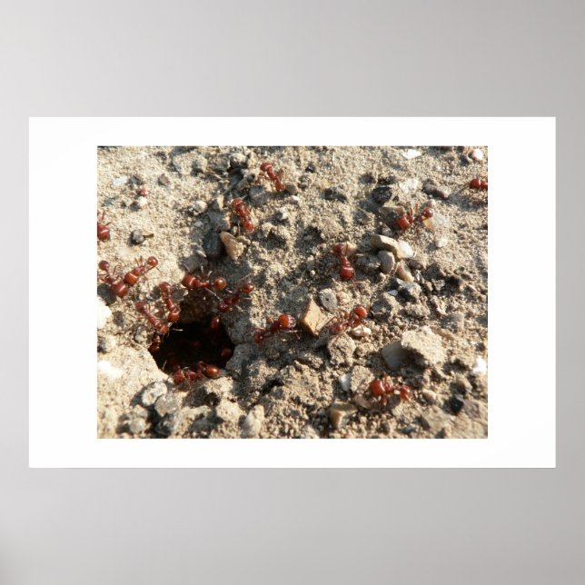 Póster Hormigas. (Frente)