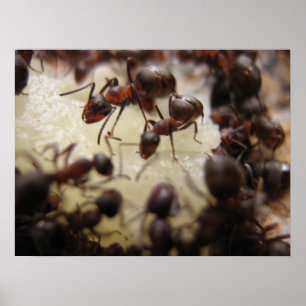 Póster Hormigas en un pedazo de piña