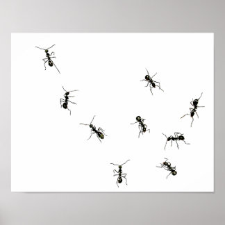 Póster hormigas marchantes.png