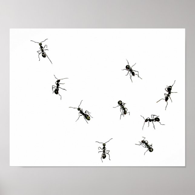 Póster hormigas marchantes.png (Frente)