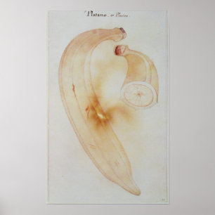 Póster Horn Plantain