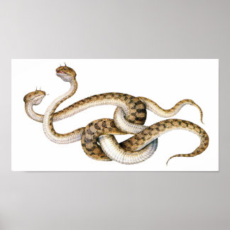 Póster Horn Vipers