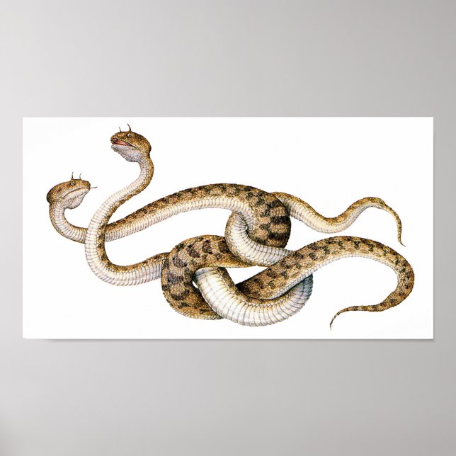 Póster Horn Vipers (Frente)